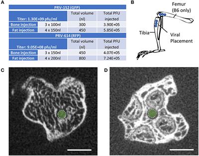 Shared Autonomic Pathways Connect Bone Marrow and Peripheral Adipose Tissues Across the Central Neuraxis